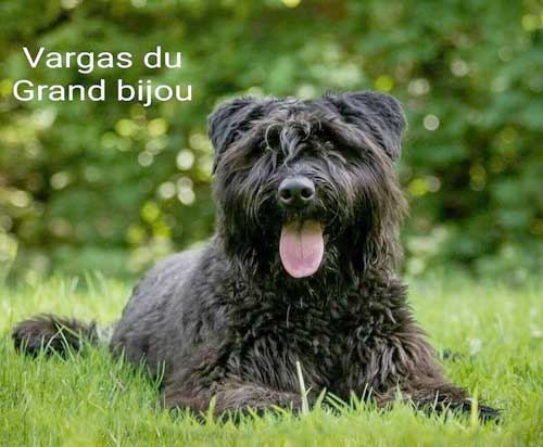 Bouvier VARGAS du GRAND BIJOU